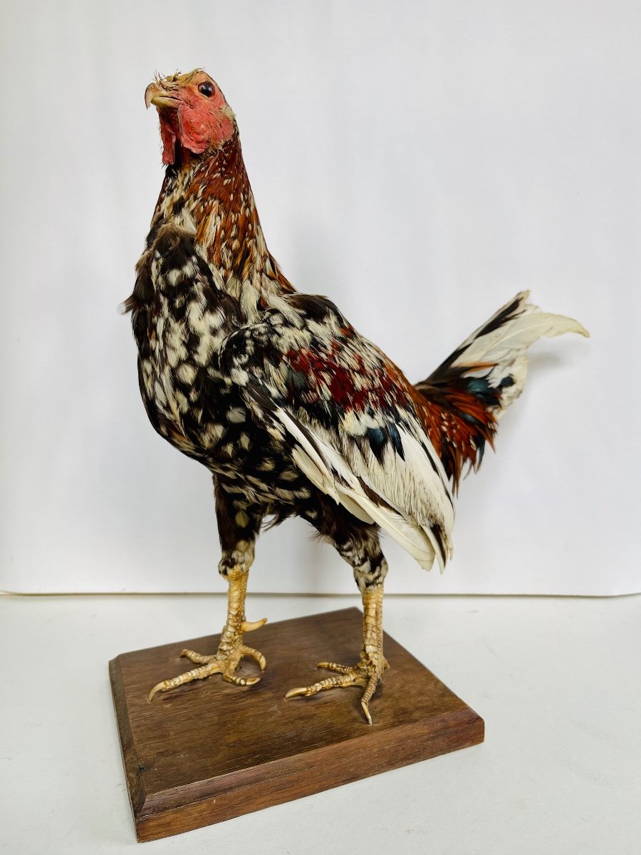 Taxidermy Of A Rooster